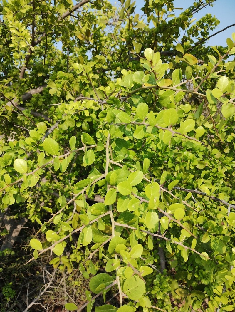 Wimmeria microphylla photo 4
