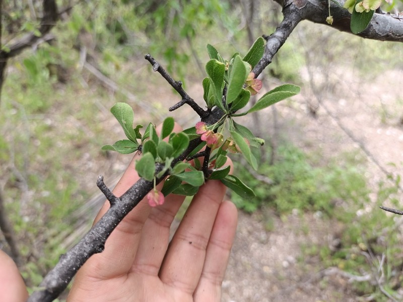 Wimmeria microphylla photo 5