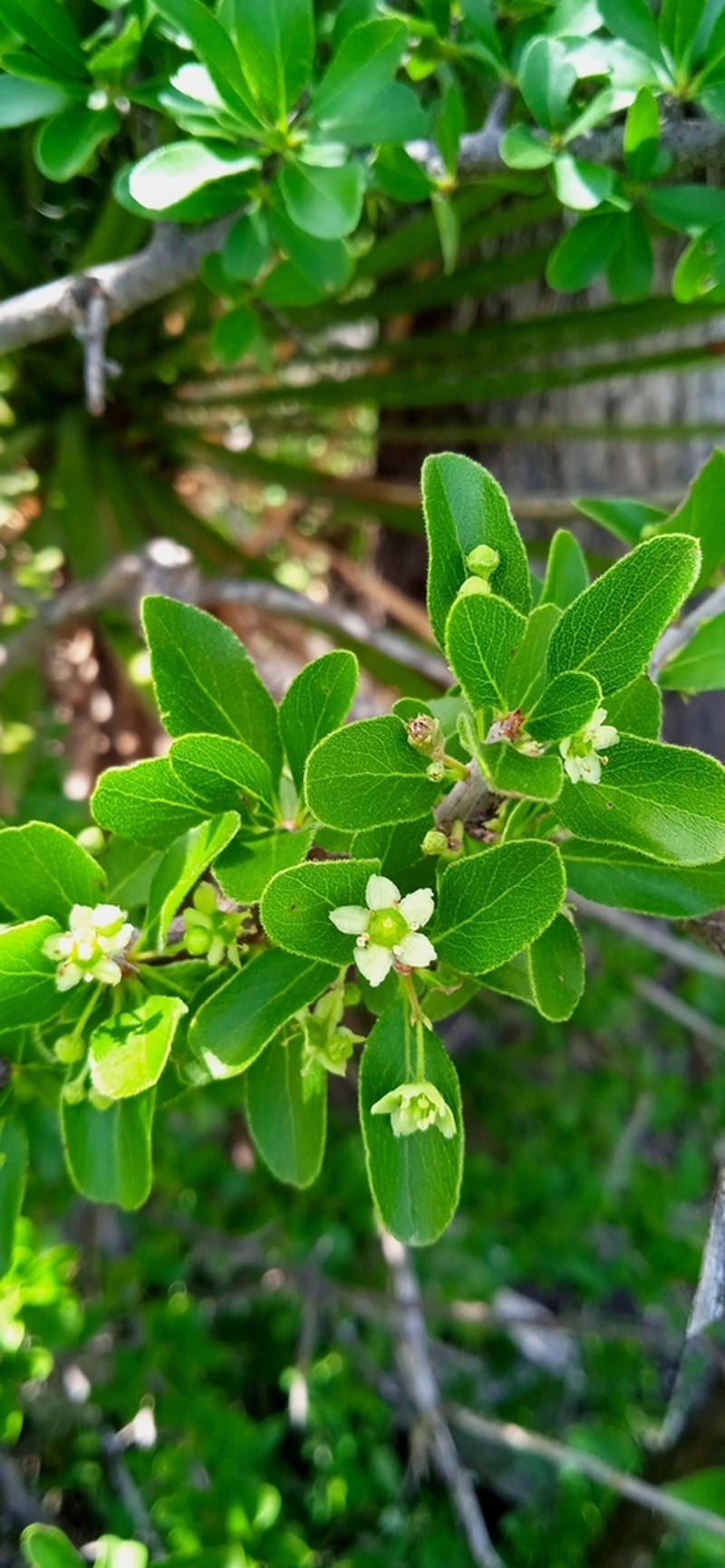 Wimmeria microphylla photo 6