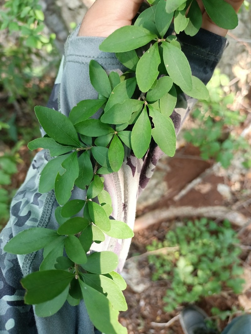 Wimmeria microphylla photo 7