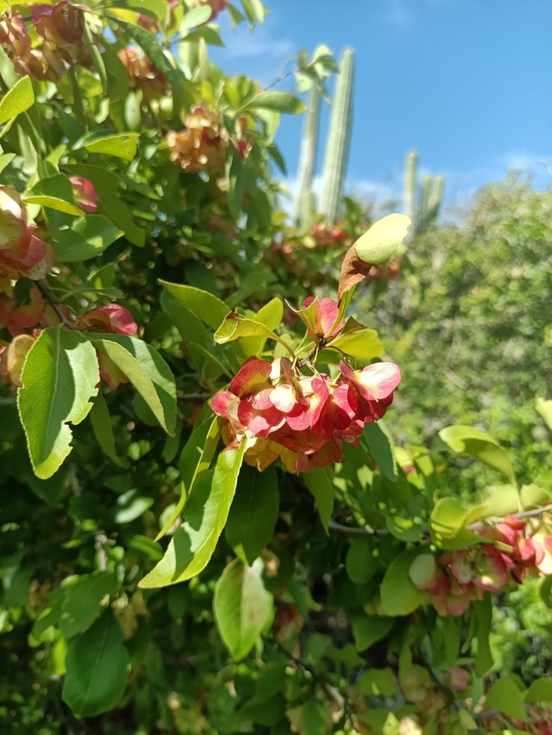 Wimmeria microphylla photo 8