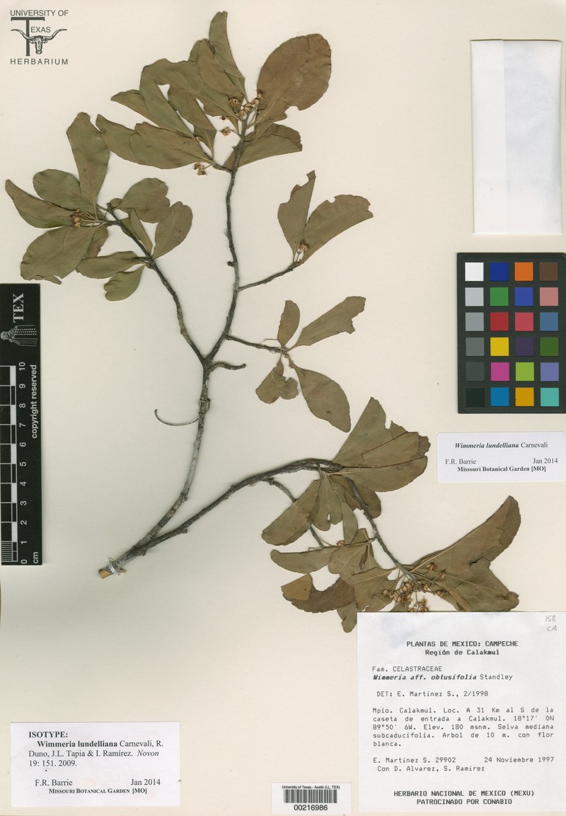 Wimmeria obtusifolia