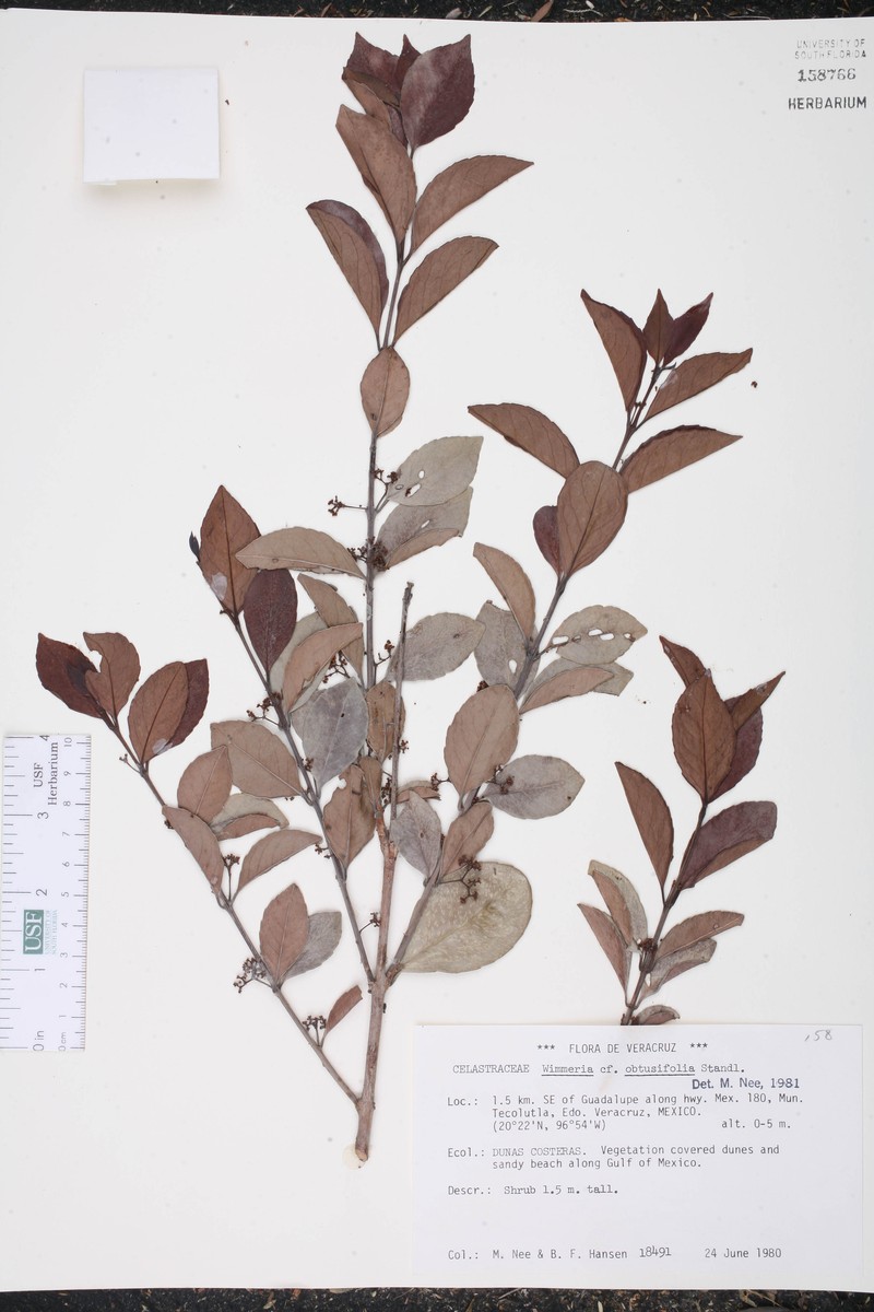Wimmeria obtusifolia photo 2