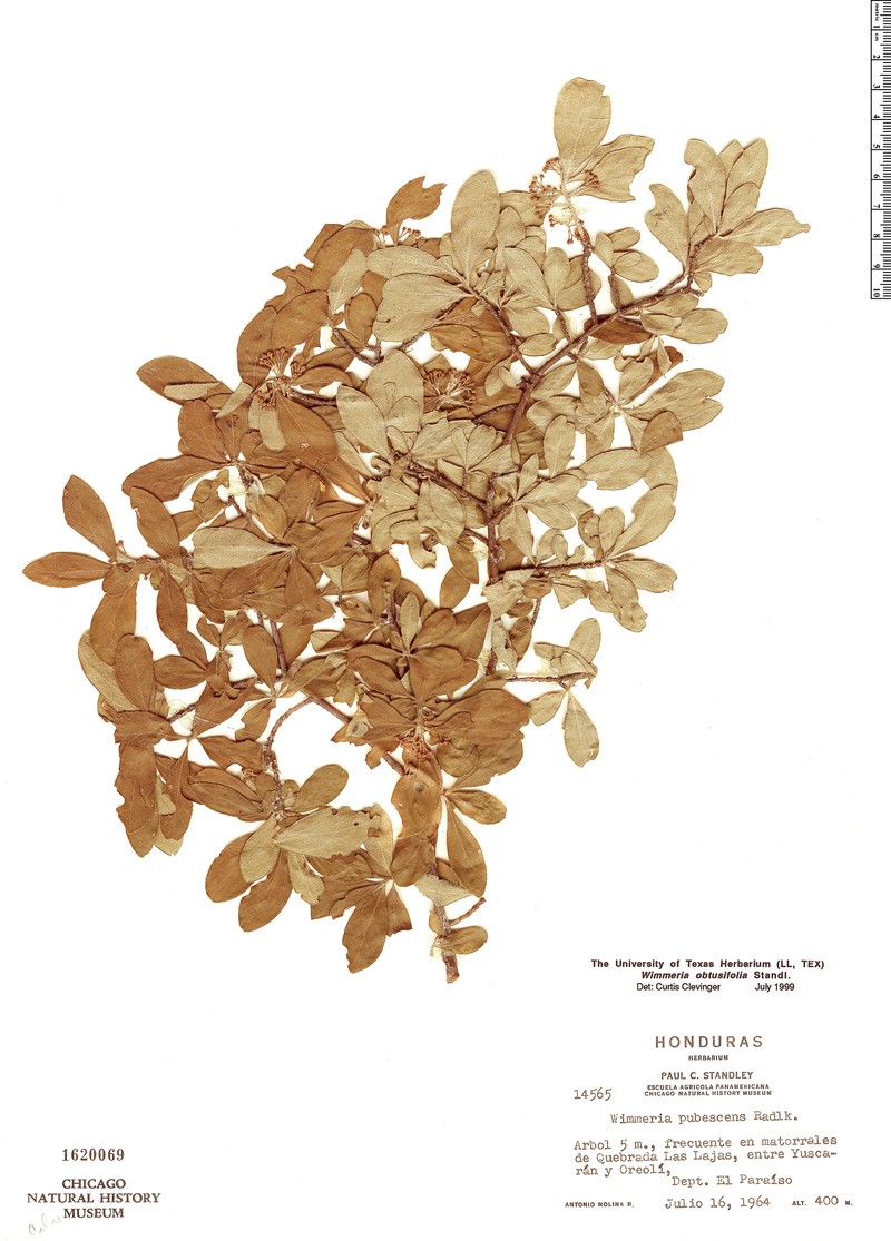 Wimmeria obtusifolia photo 3