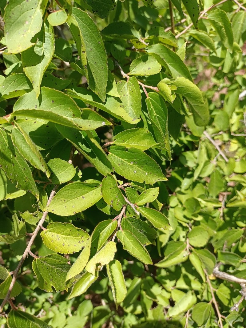 Wimmeria persicifolia