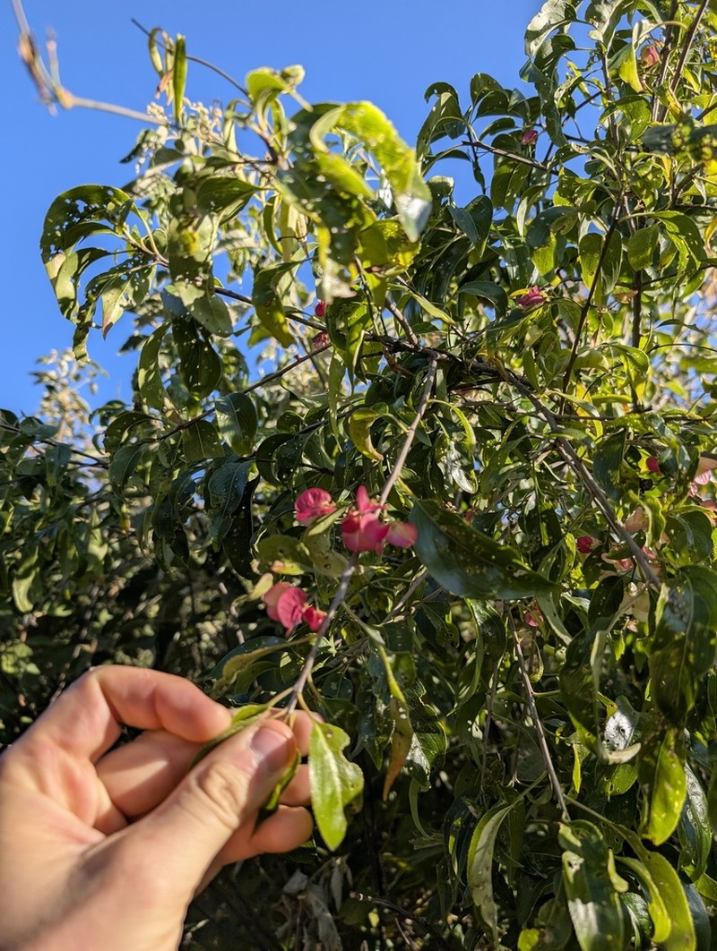 Wimmeria persicifolia photo 2