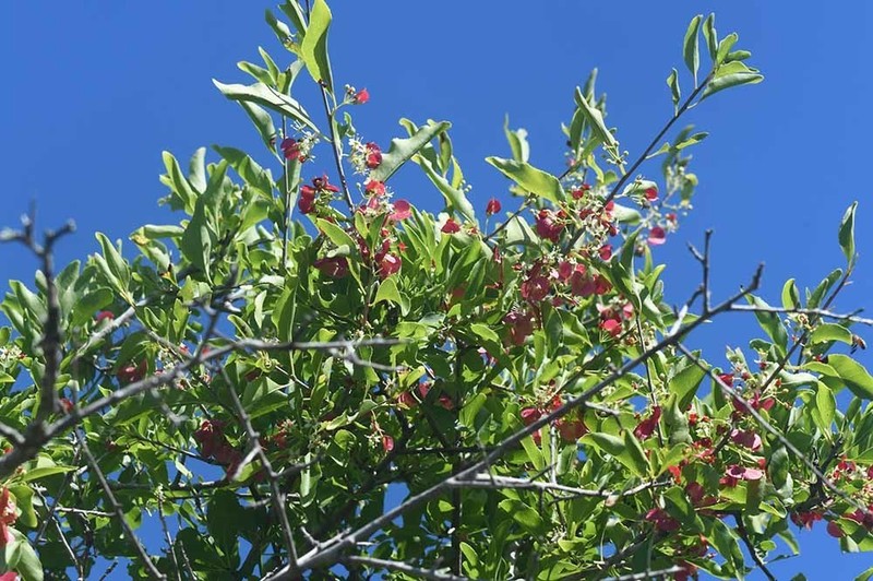 Wimmeria persicifolia photo 3