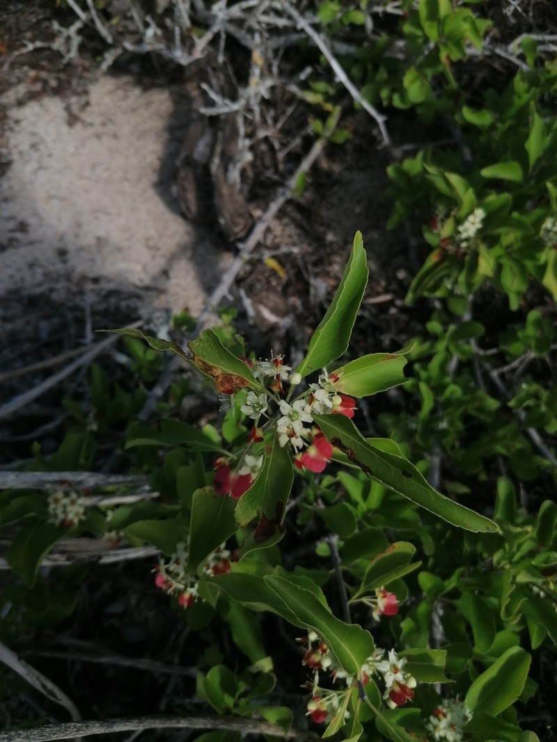 Wimmeria persicifolia photo 4