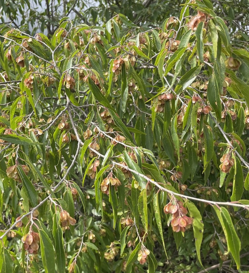 Wimmeria persicifolia photo 5