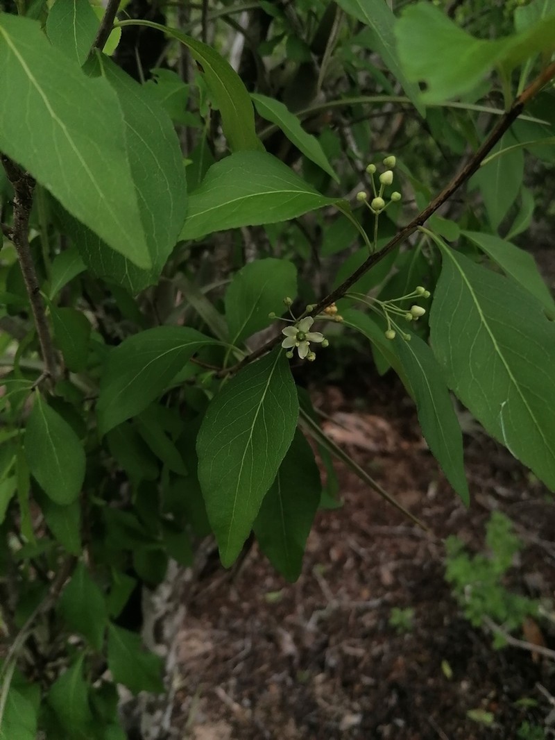 Wimmeria persicifolia photo 6