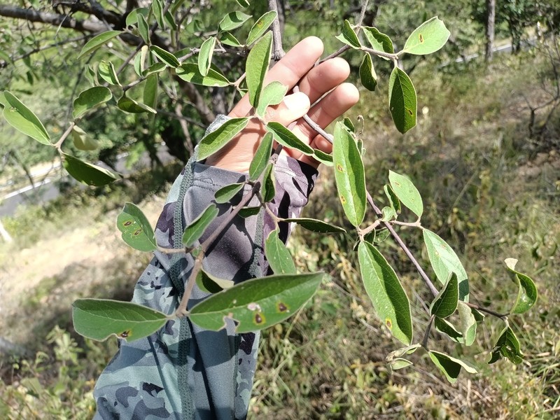 Wimmeria persicifolia photo 7