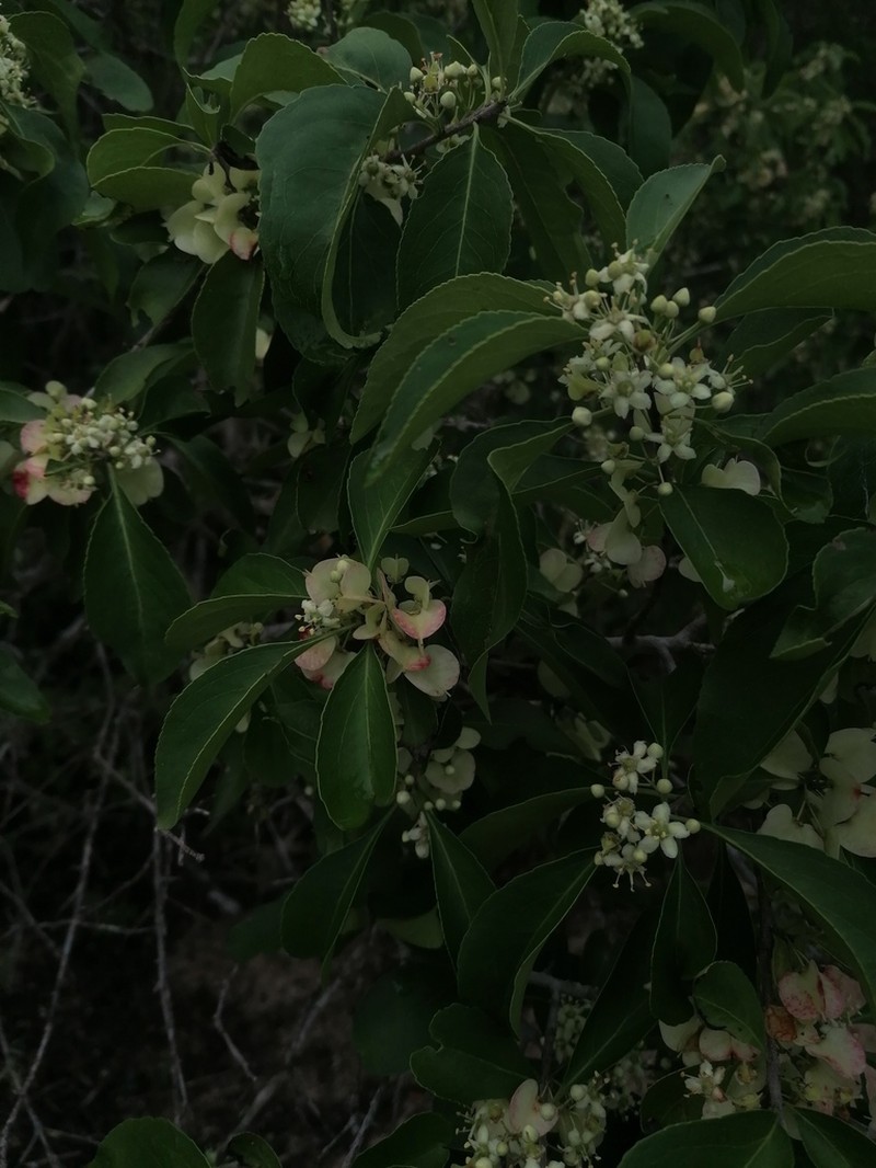 Wimmeria persicifolia photo 8