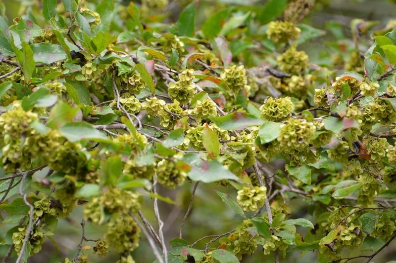 Wimmeria pubescens photo 2