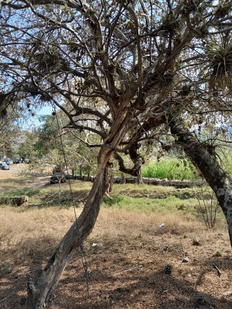 Wimmeria pubescens photo 3