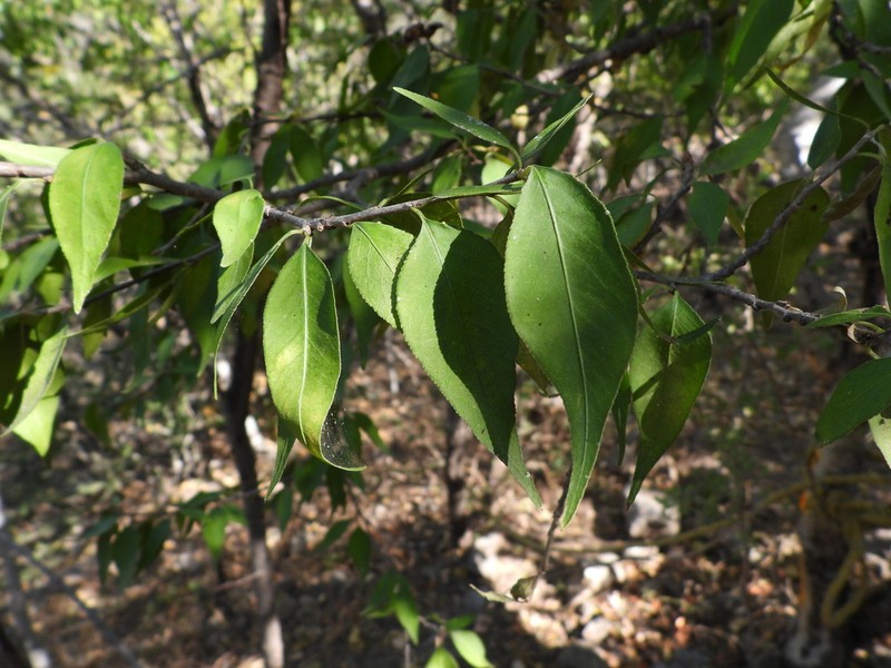 Wimmeria pubescens photo 5