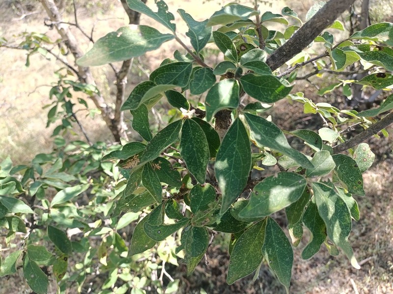 Wimmeria pubescens photo 6