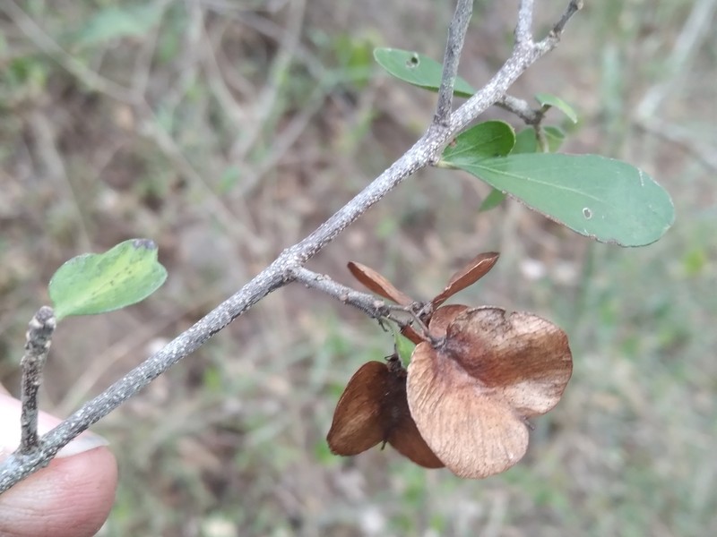 Wimmeria pubescens photo 7