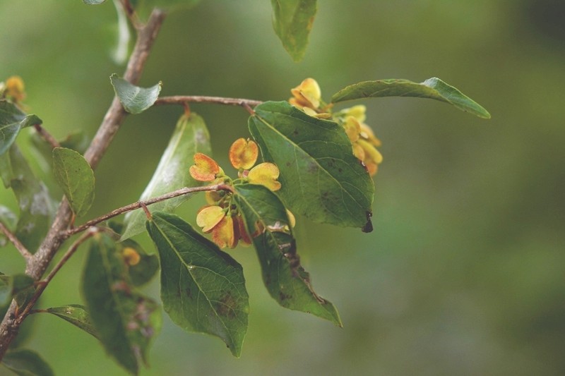 Wimmeria pubescens photo 8
