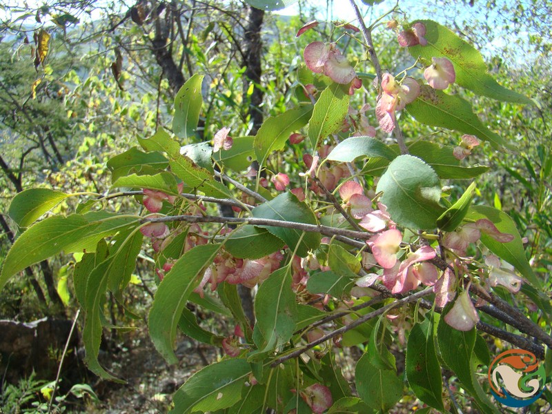 Wimmeria serrulata