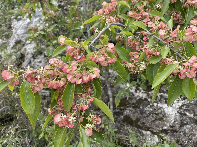 Wimmeria serrulata photo 3