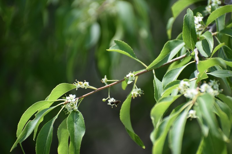 Wimmeria serrulata photo 4