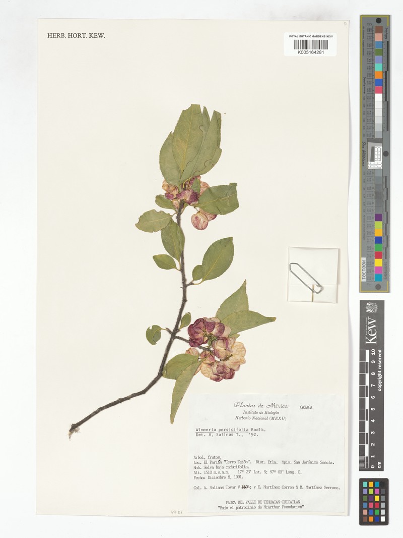 Wimmeria serrulata photo 6