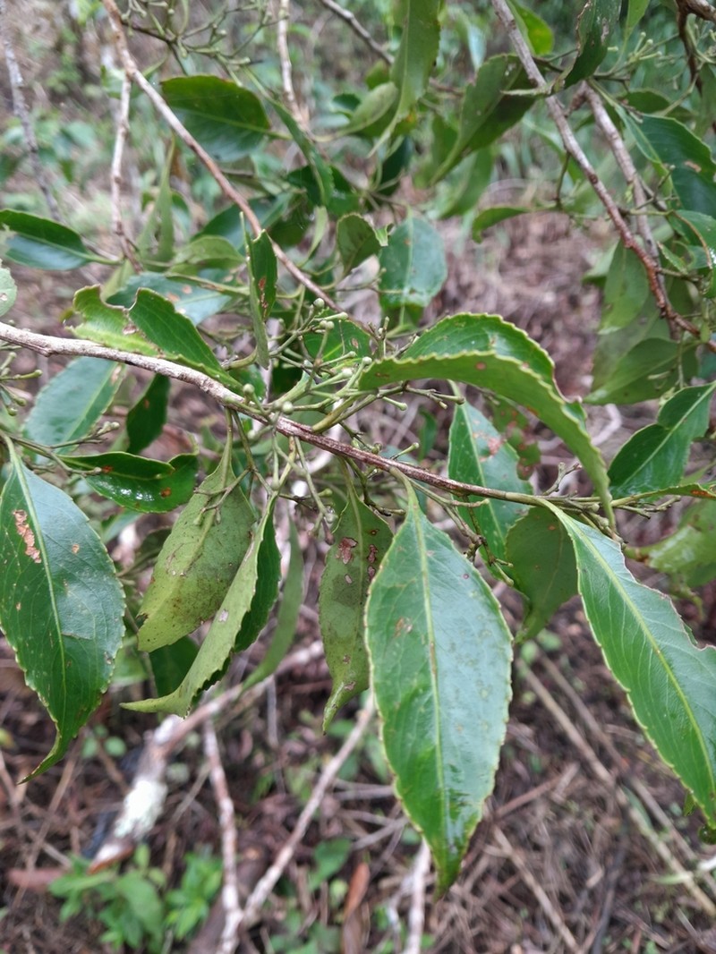 Wimmeria sternii