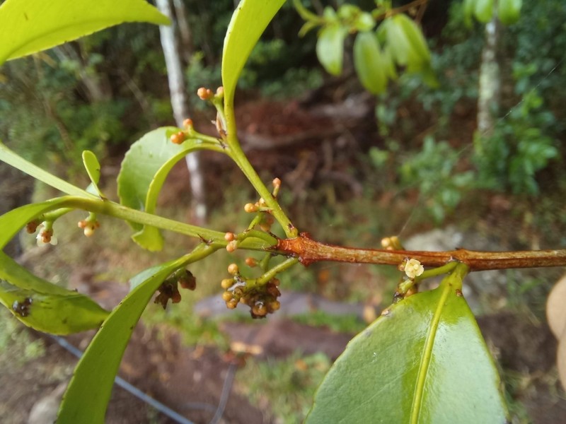 Wimmeria sternii photo 2