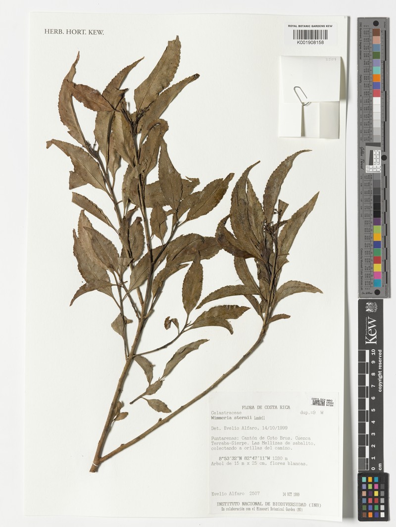 Wimmeria sternii photo 3
