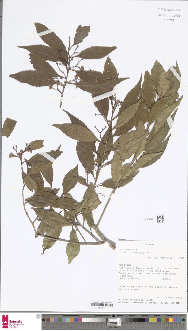Wimmeria sternii photo 4