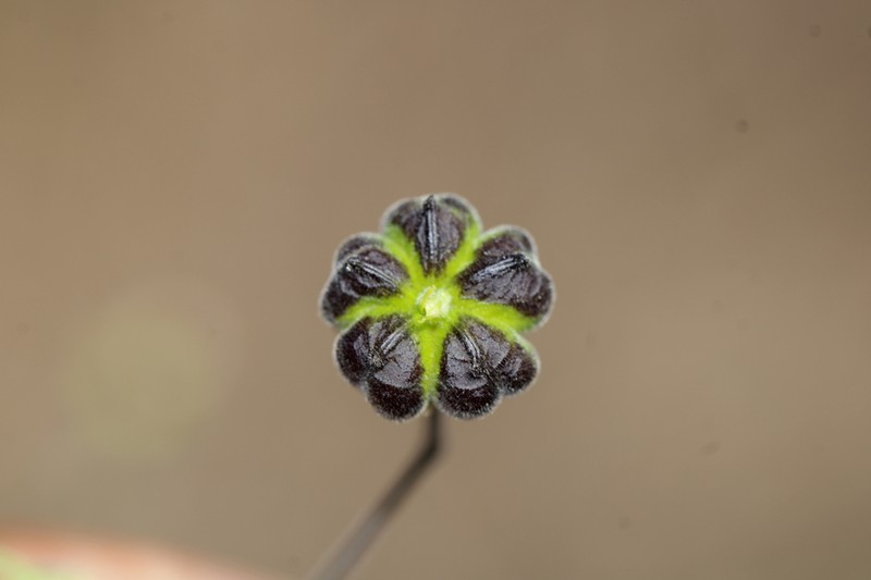 Big Yellow Velvetleaf