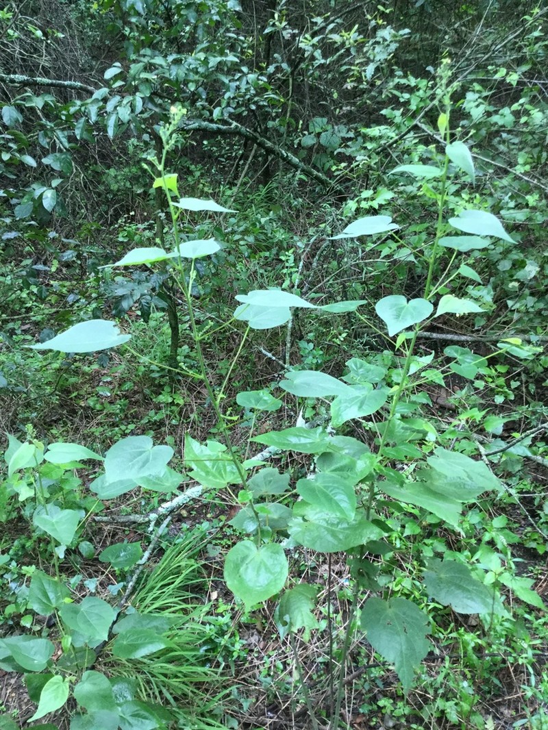 Big Yellow Velvetleaf photo 2