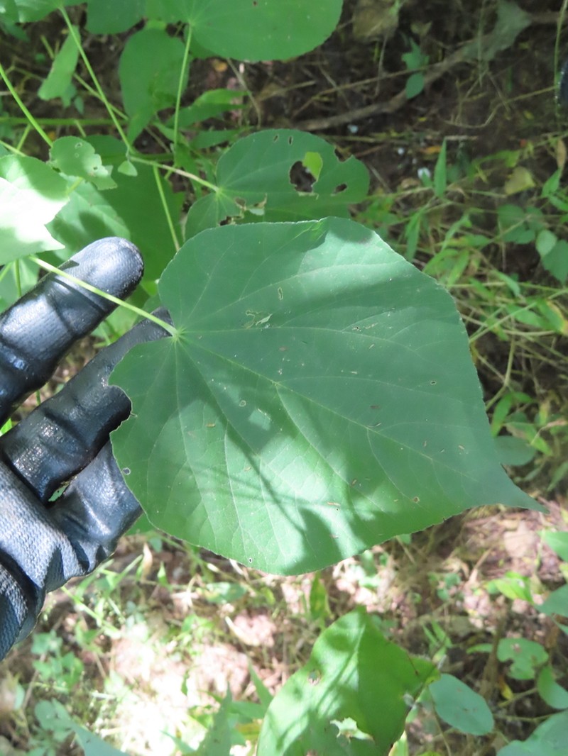 Big Yellow Velvetleaf photo 3