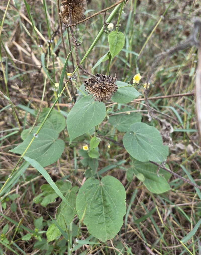 Big Yellow Velvetleaf photo 4