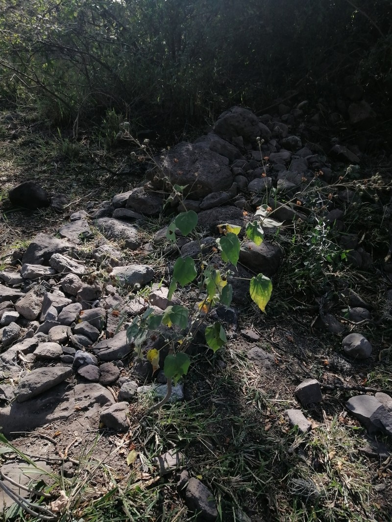 Big Yellow Velvetleaf photo 5