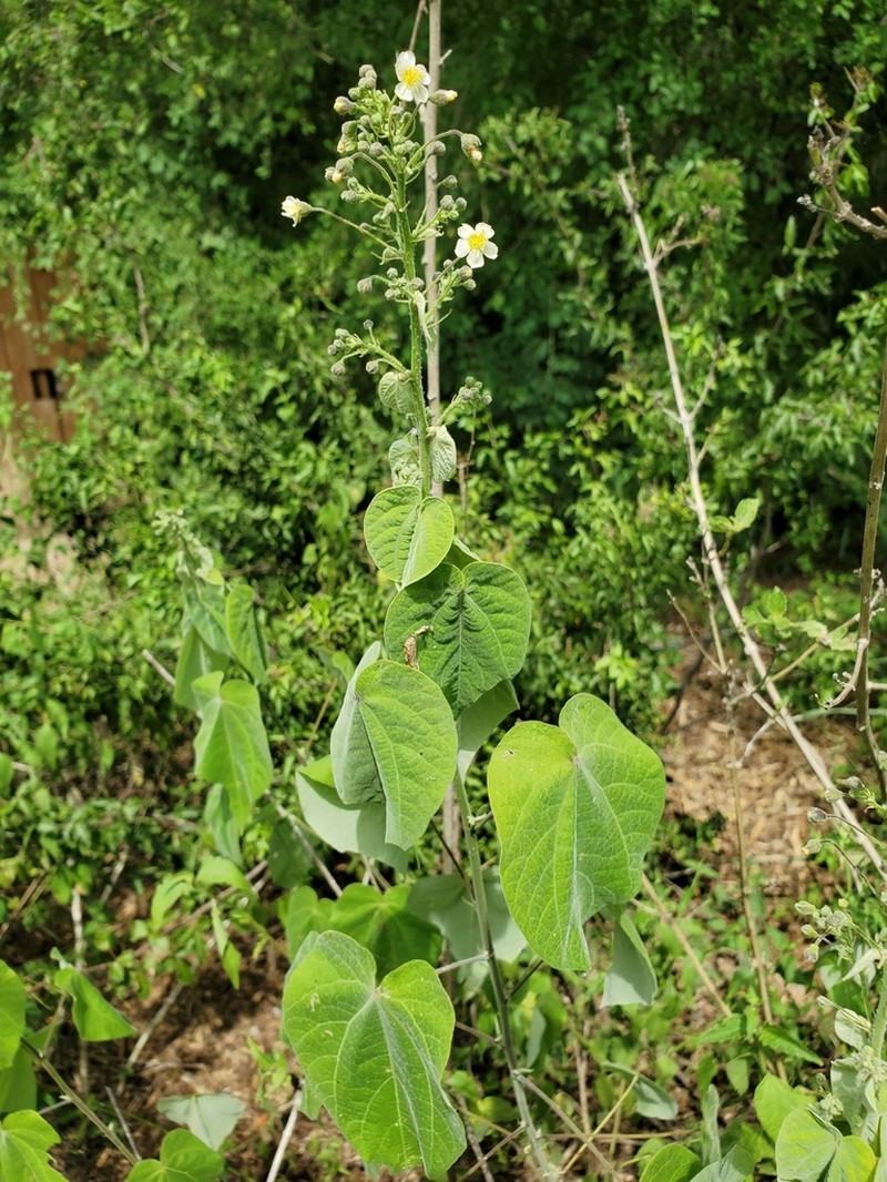 Big Yellow Velvetleaf photo 6