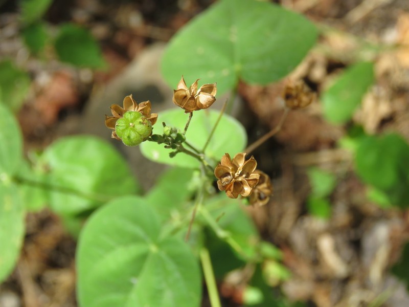 Big Yellow Velvetleaf photo 7