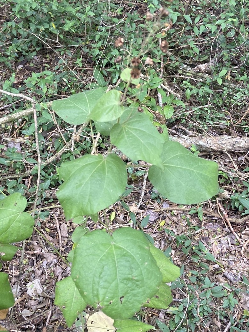 Big Yellow Velvetleaf photo 8