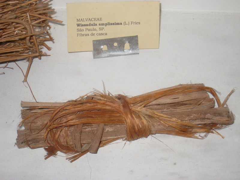 Big Yellow Velvetleaf