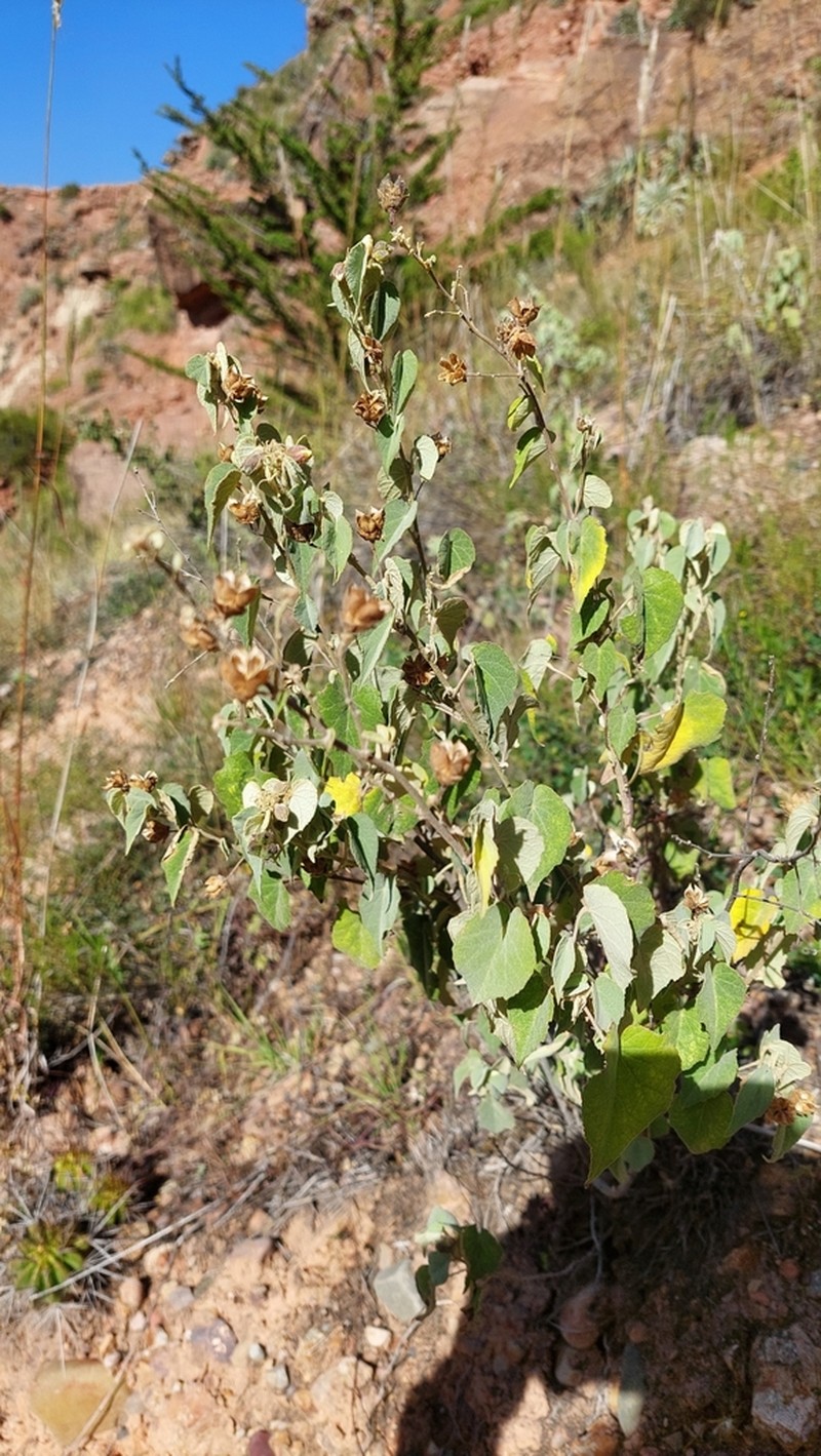 Wissadula andina photo 3