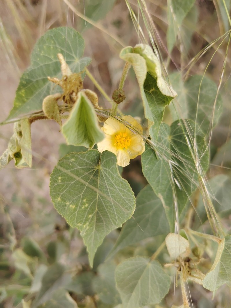Wissadula andina photo 4