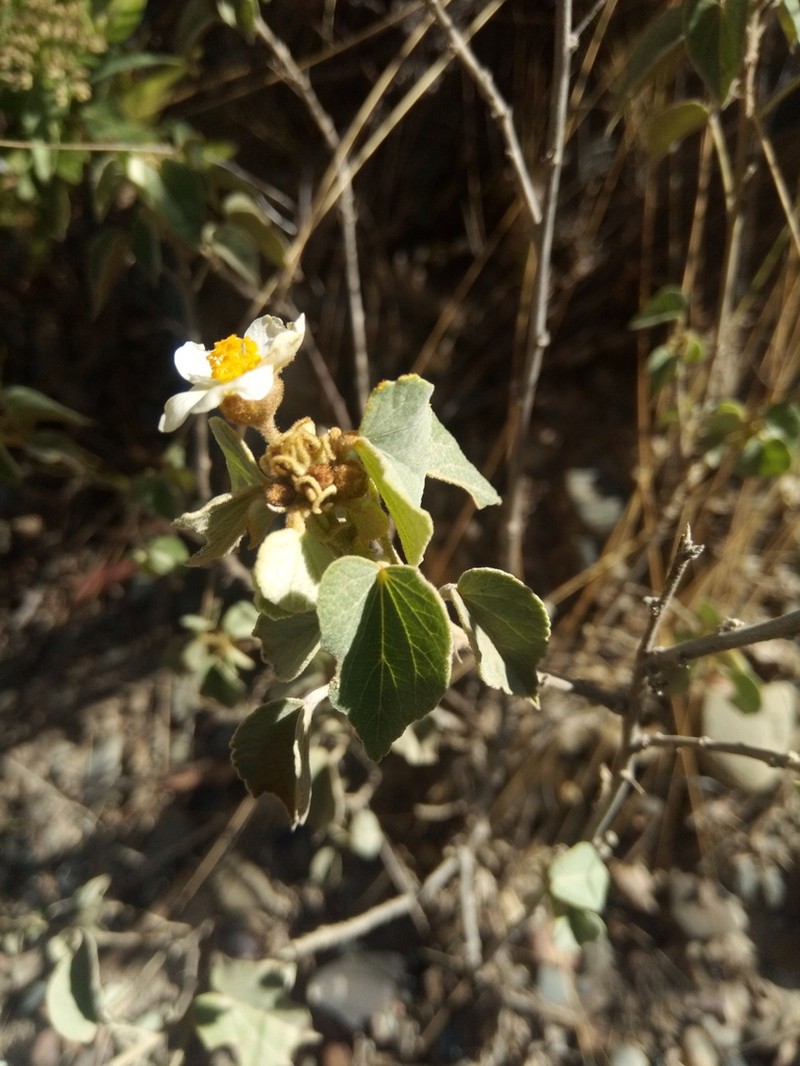Wissadula andina photo 5