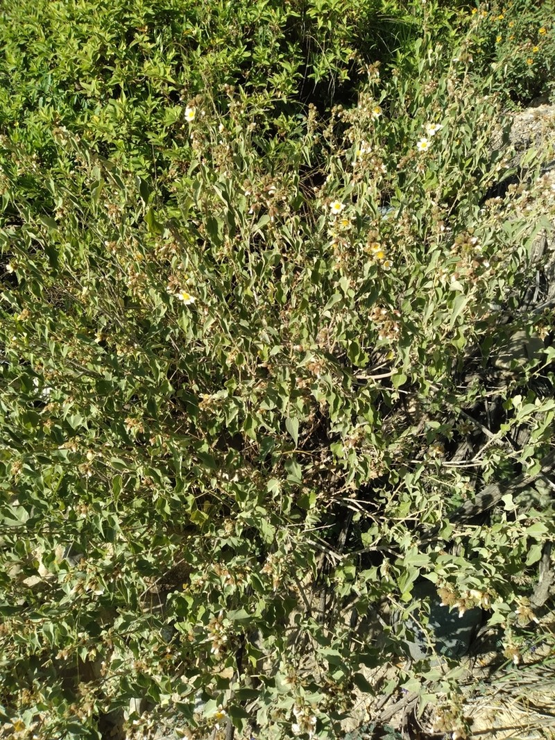 Wissadula andina photo 6