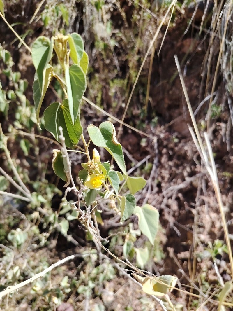 Wissadula andina photo 7