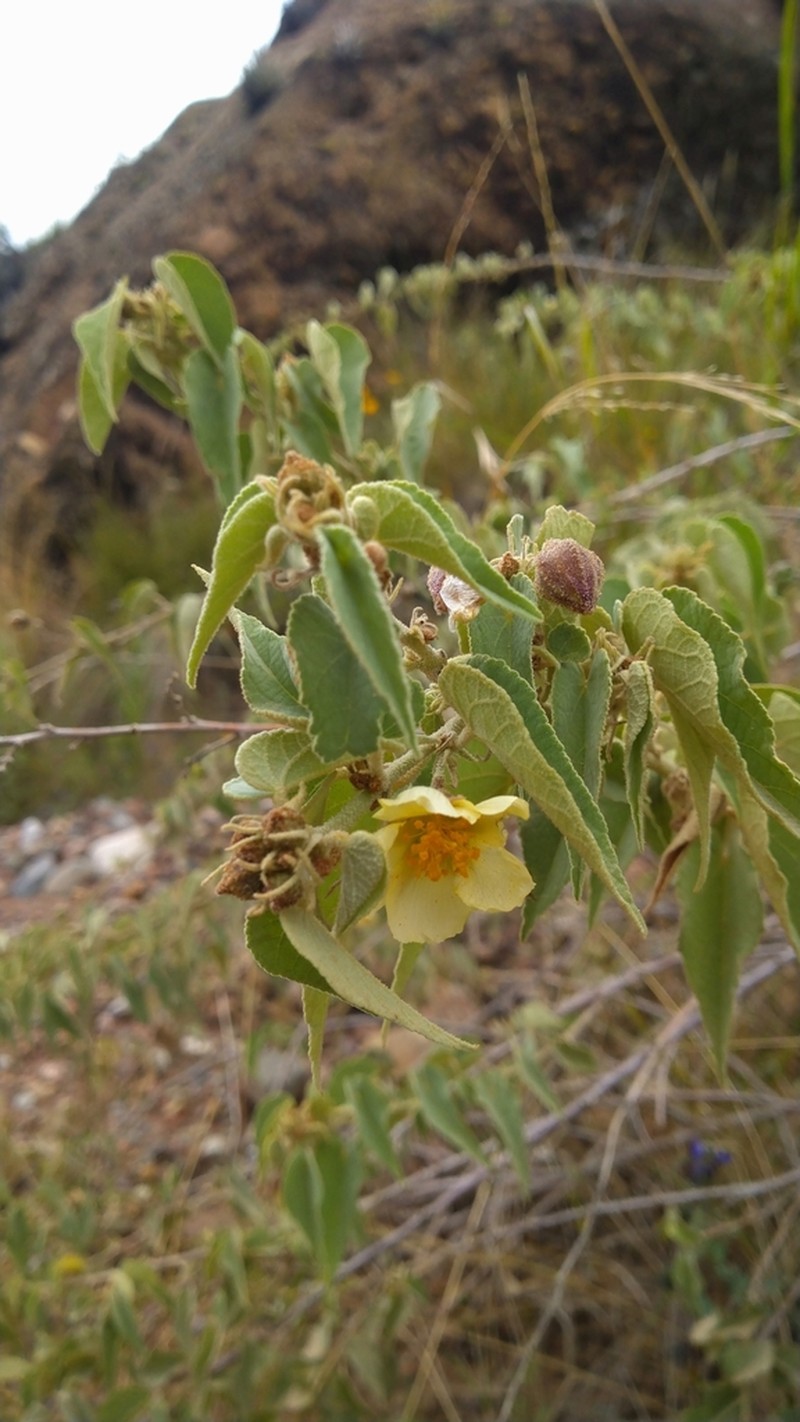 Wissadula andina photo 8