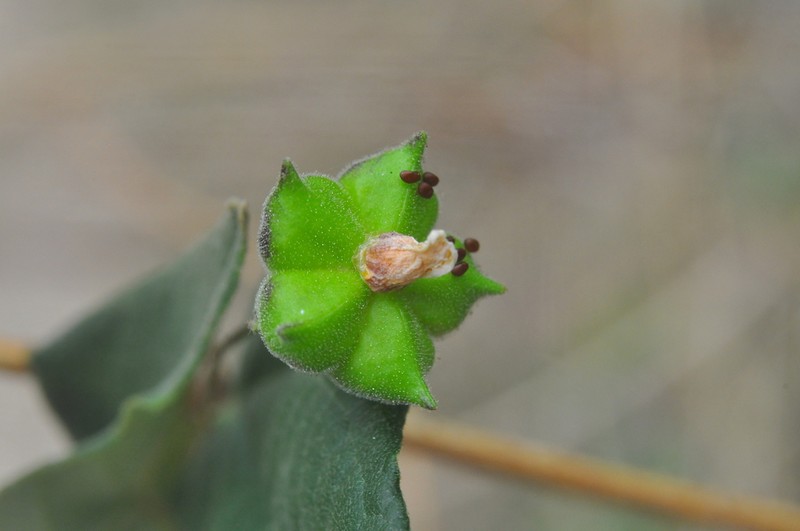 Wissadula caribaea