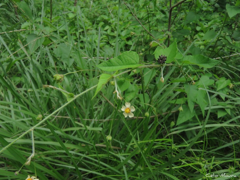 Wissadula caribaea photo 3