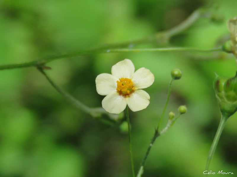 Wissadula caribaea photo 4