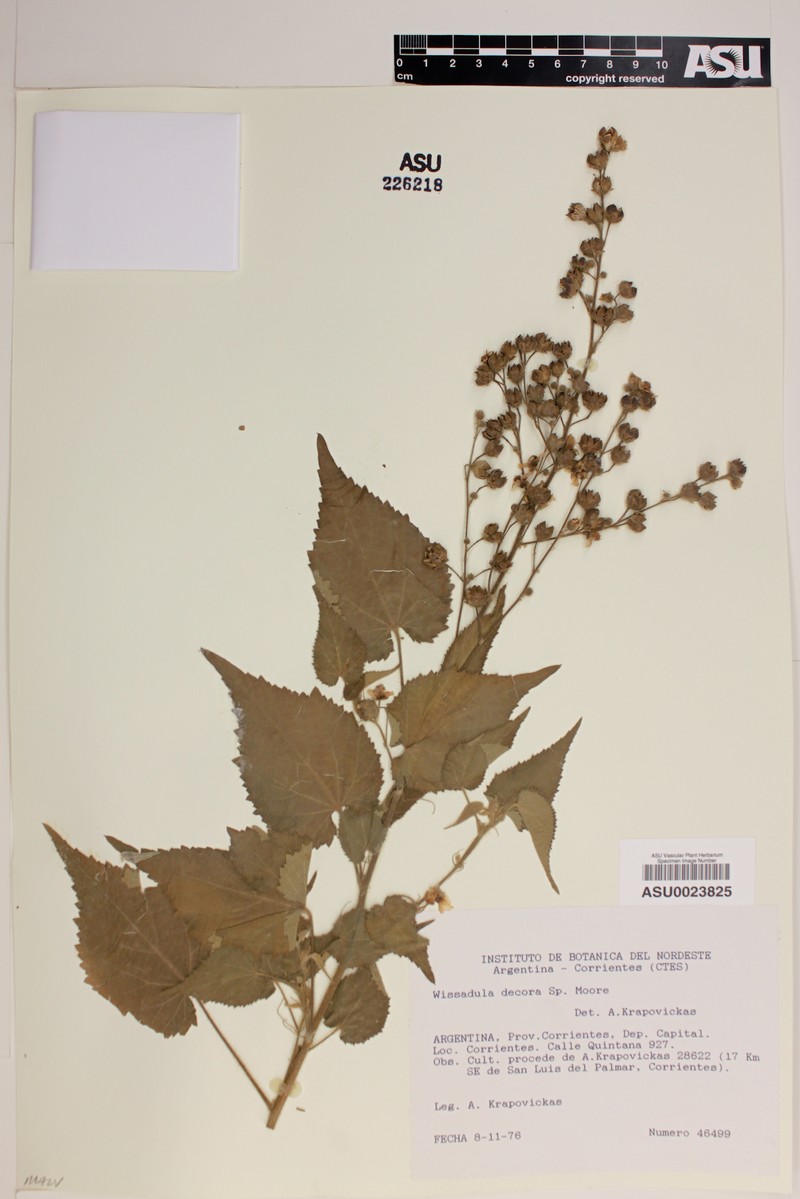 Wissadula decora