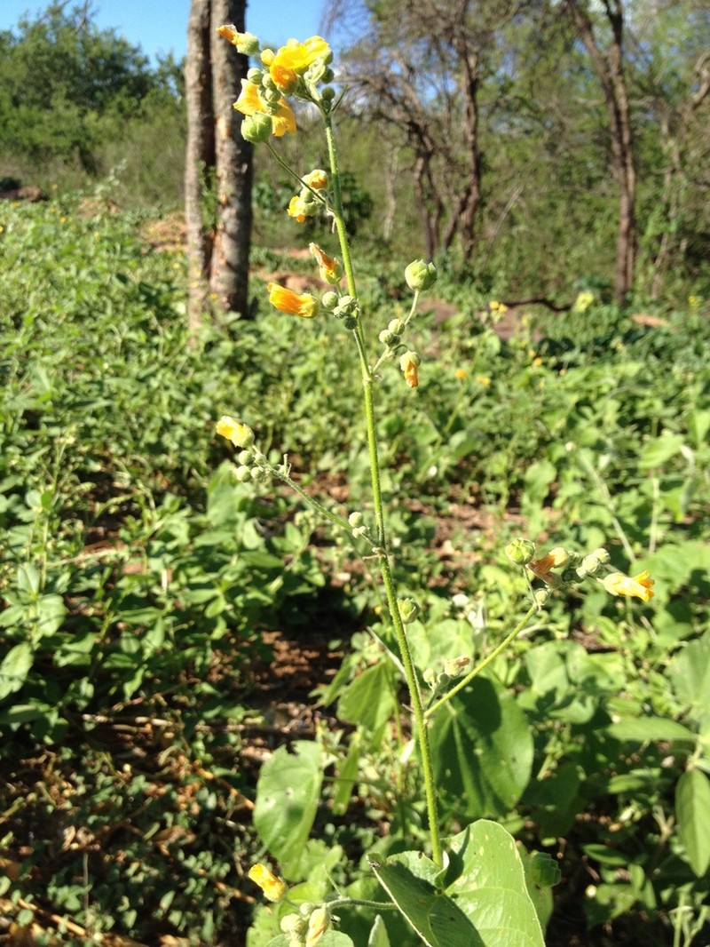 Wissadula densiflora